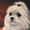 Portrait of a Maltese
