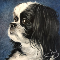 Pekingese Dog from Texas