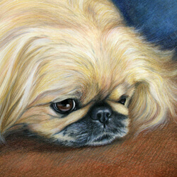Blond Pekingese Dog portrait
