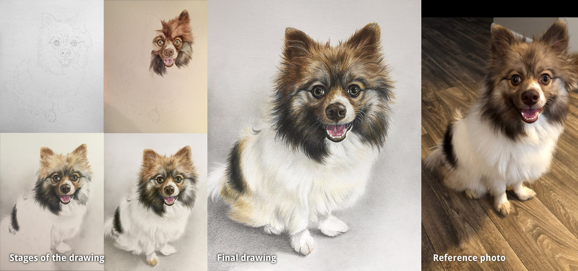 pet portrait drawing of a Pomeranian