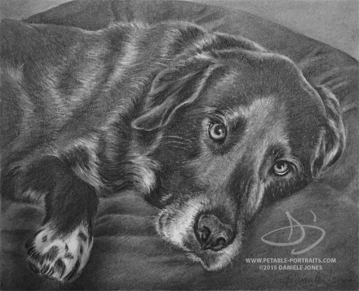 Dog Drawing